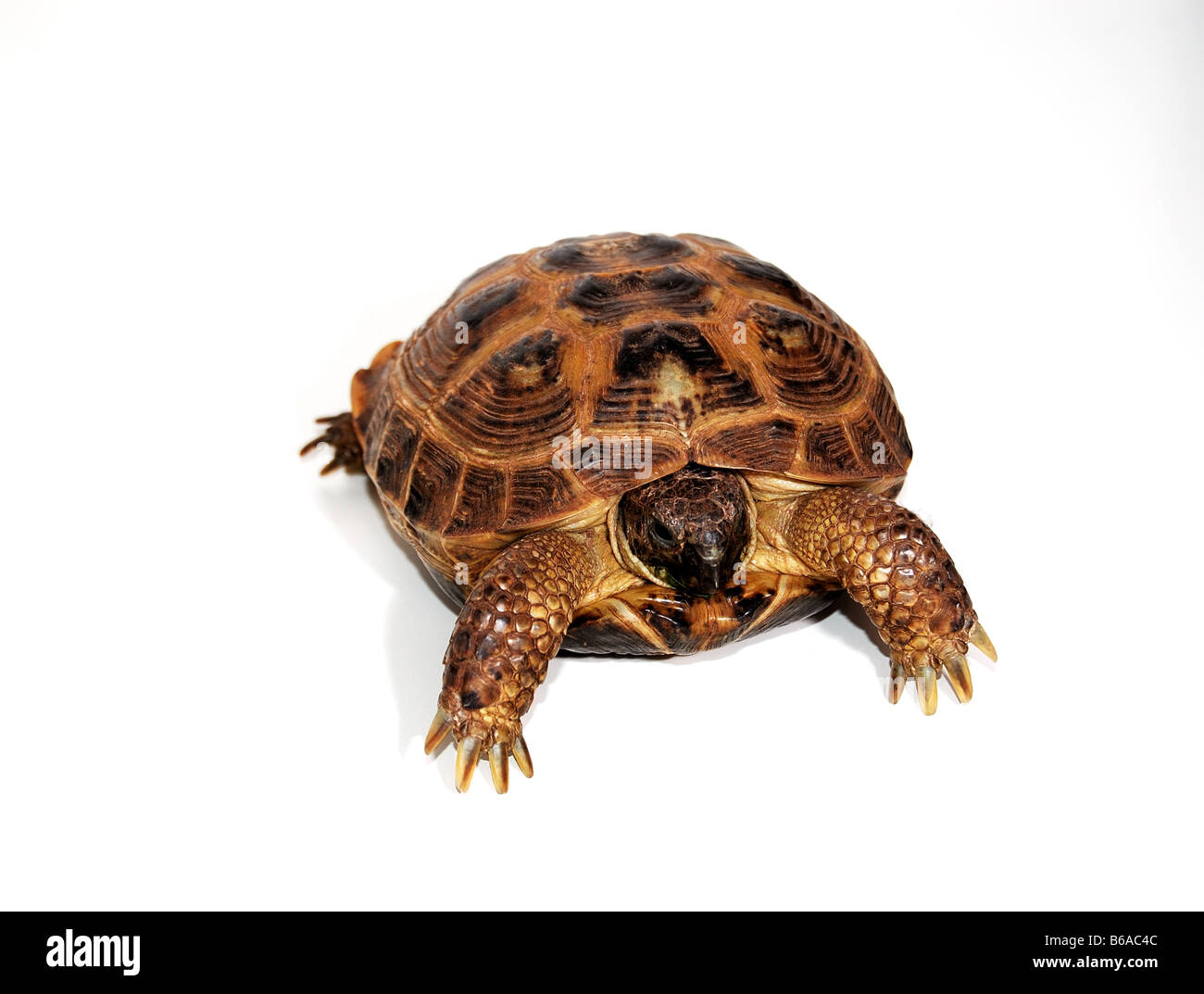 Isolated image of a Russian Tortoise on a white background with space for copy. Stock Photo