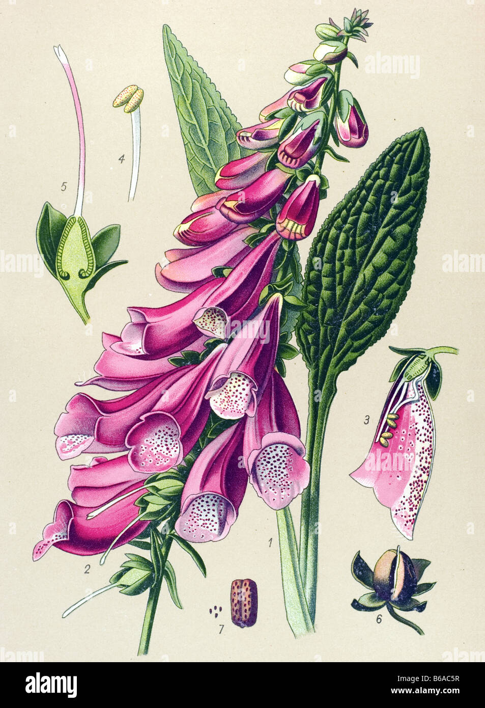 Foxglove, Digitalis purpurea, poisonous plants illustrations Stock Photo