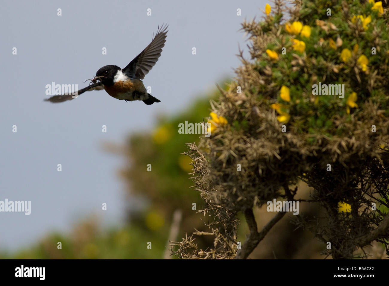 Stonechat In Flight Saxicola flying flight hi-res stock photography and images - Alamy