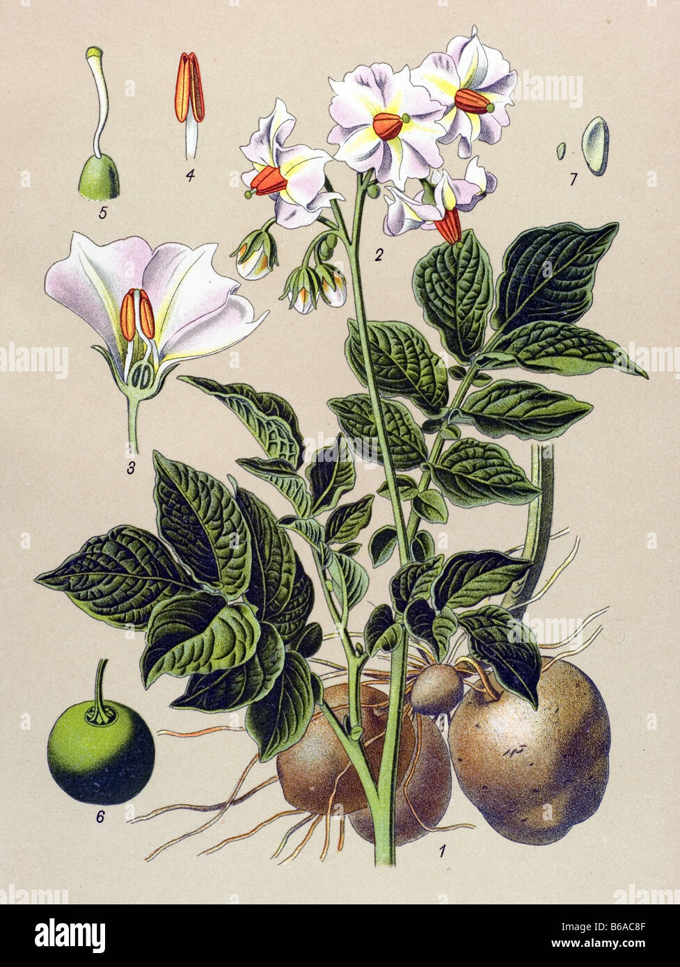 Potato, Solanum tuberosum poisonous plants illustrations Stock Photo