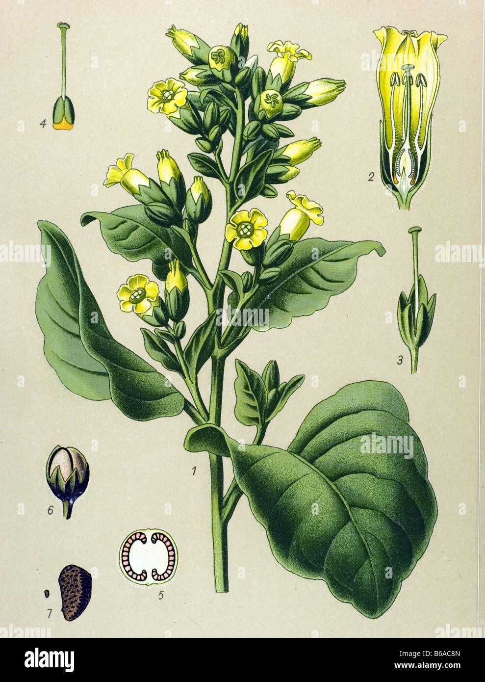 Mapacho, Nicotiana rustica poisonous plants illustrations Stock Photo