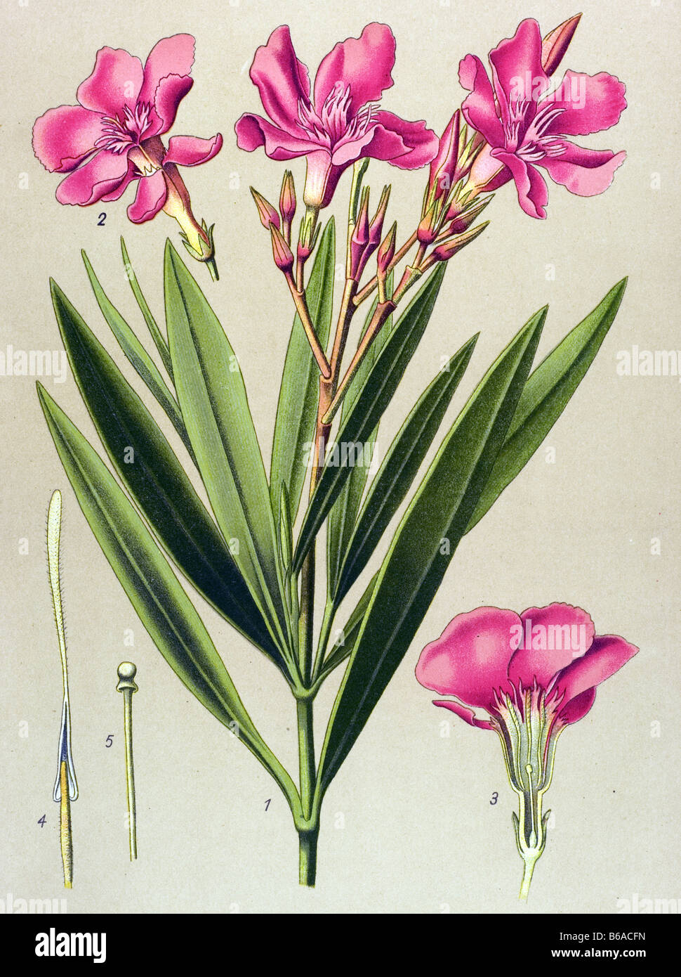 Oleander, Nerium oleander poisonous plants illustrations Stock Photo