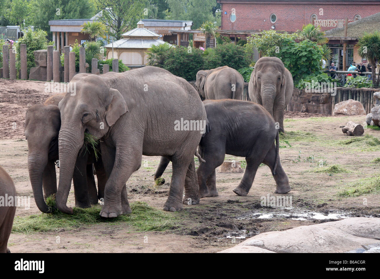 Asian, Asiatic, Indian Elephant (Elephas Maximus) [Chester Zoo, Chester