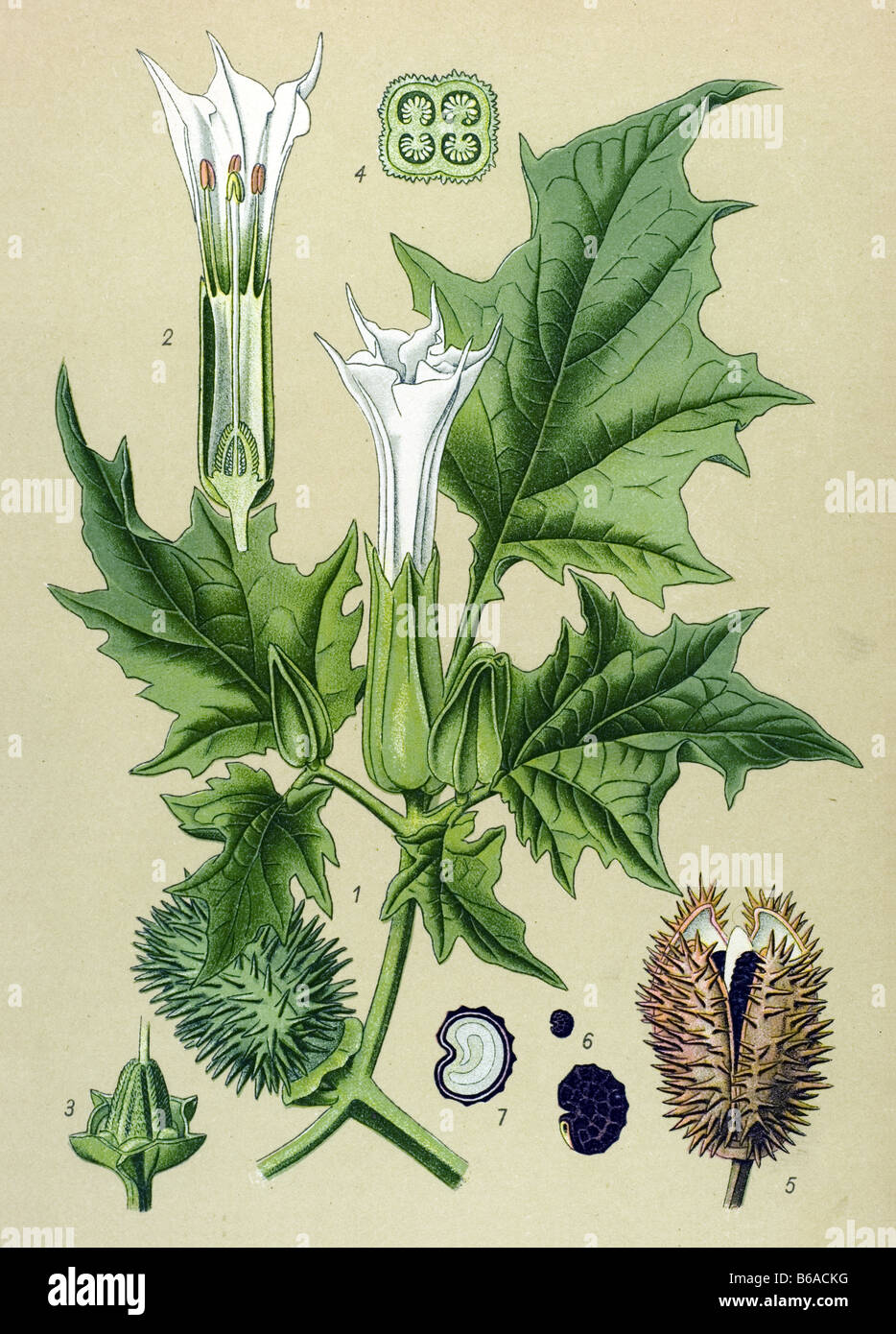 Thorn apple, Datura Stramonium poisonous plants illustrations Stock Photo