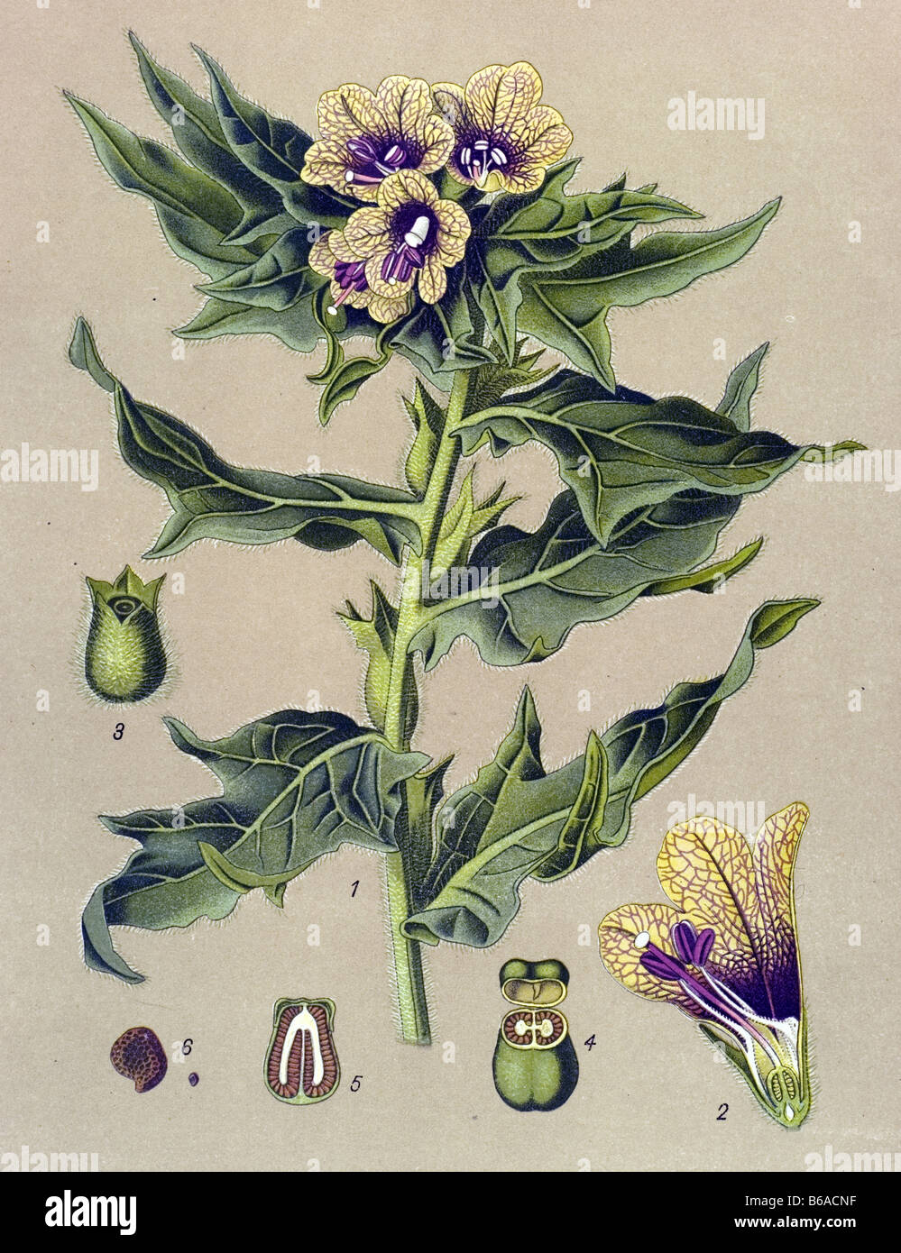 Henbane, Hyoscyamus niger poisonous plants illustrations Stock Photo