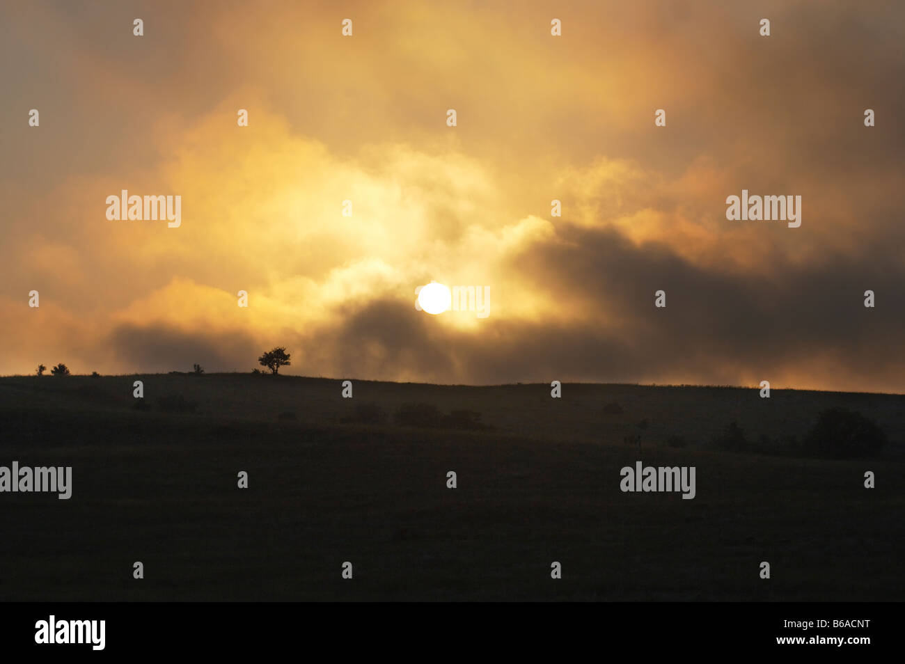 Overcast sunset above the summer prairie hill with lonely tree on top on dark yellow tones Stock Photo