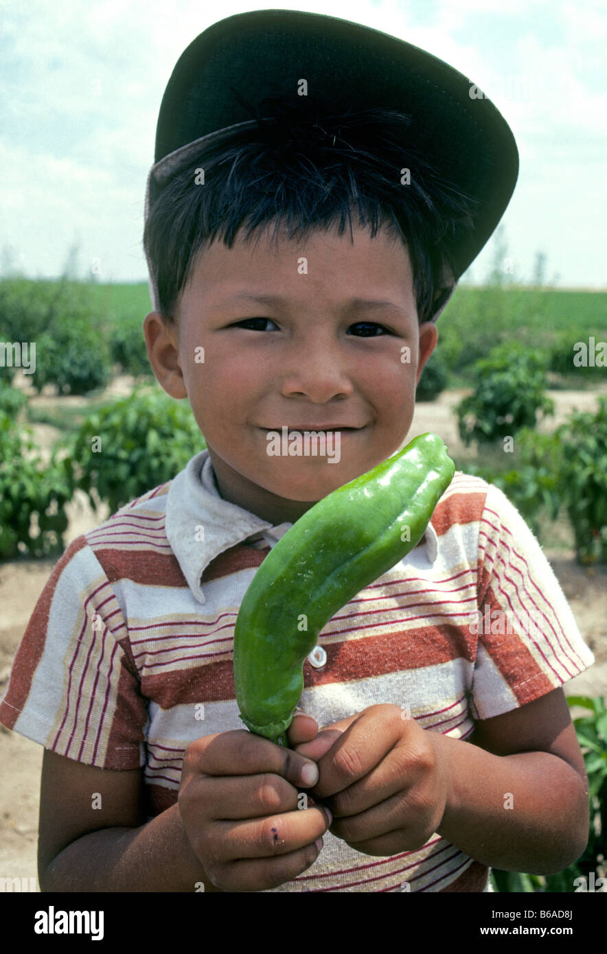 A very young illegal mexican farm worker picks green chile with his