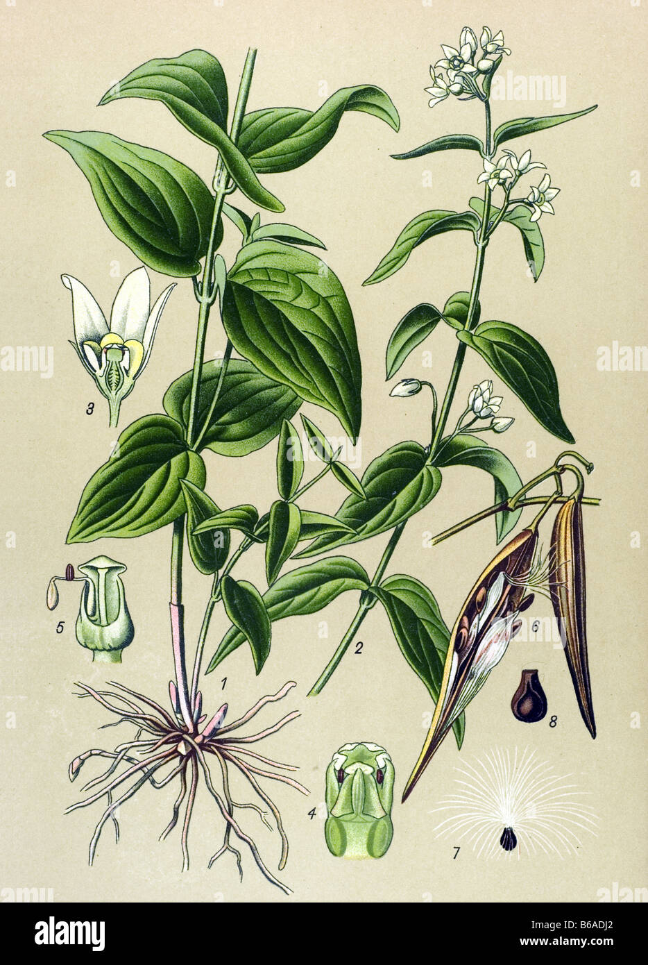 Vincetoxicum hirundinaria poisonous plants illustrations Stock Photo