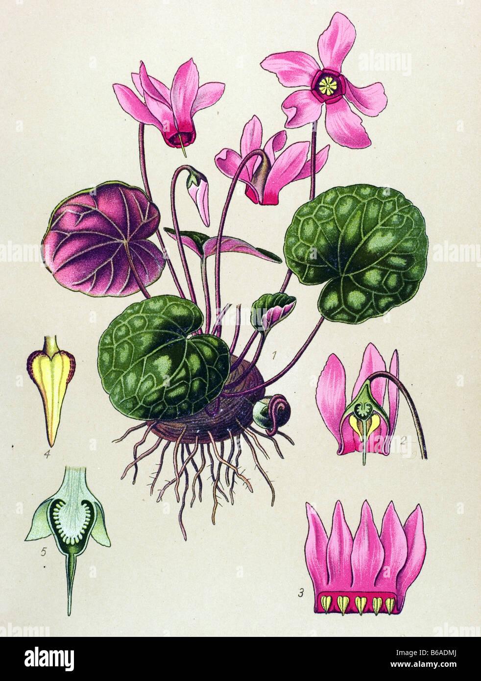 Sowbread, Cyclamen purpurascens, Cyclamen europaeum  poisonous plants illustrations Stock Photo
