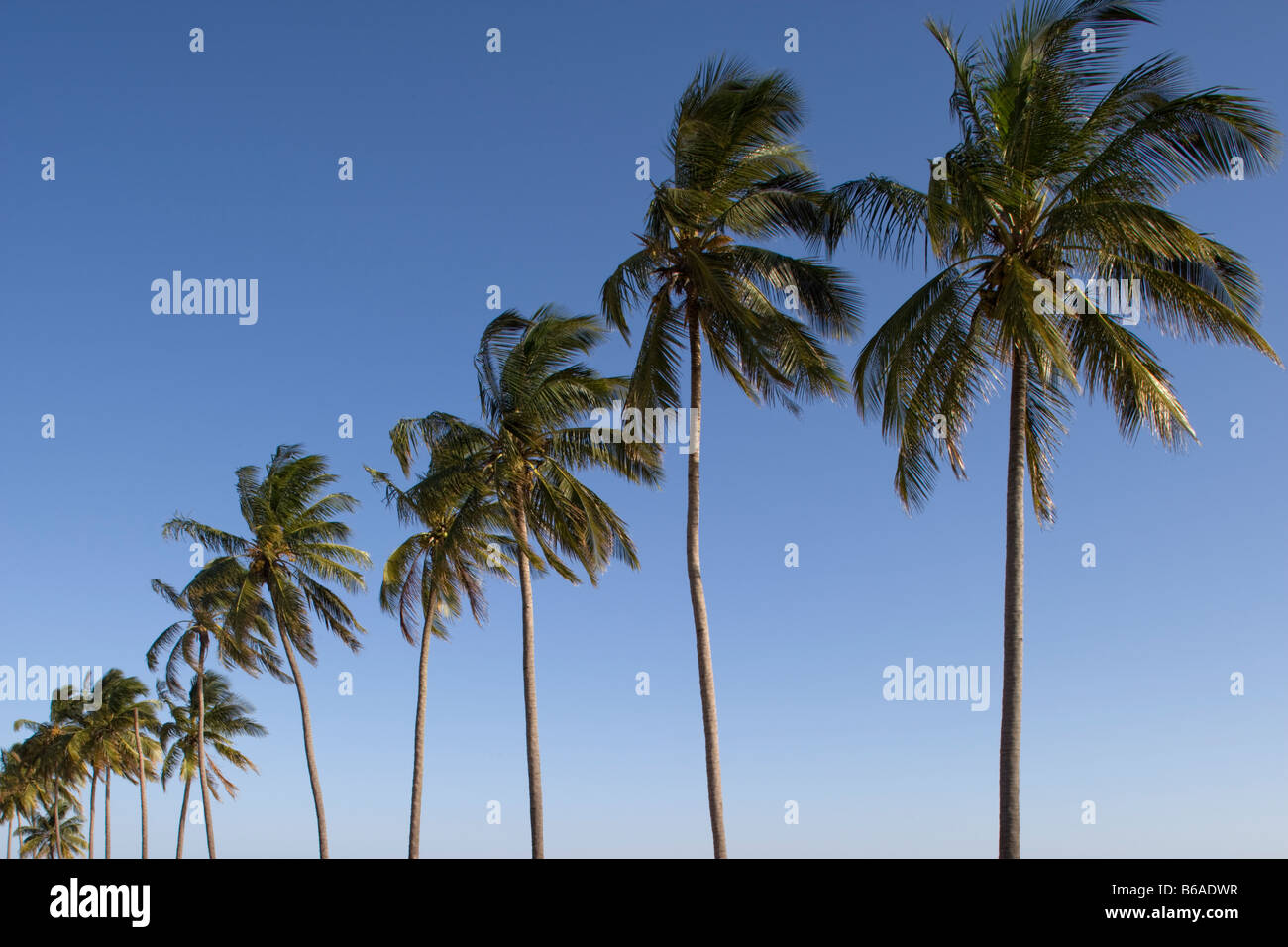 Maputo Tree Africa Mozambique Maputo Line of palm trees lining harbor Stock Photo ...