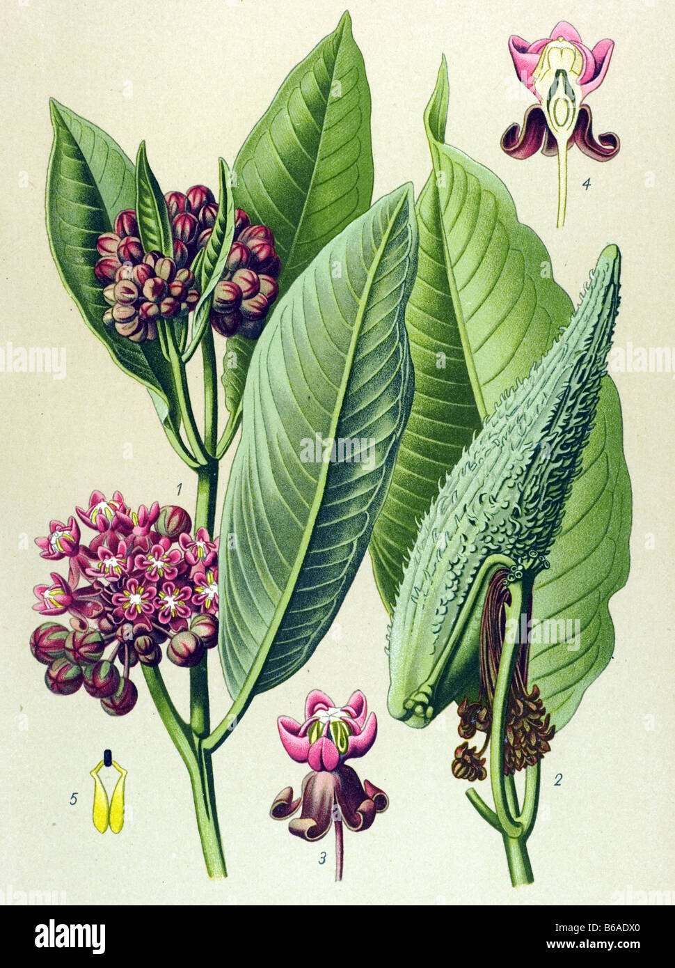 Milkweed, Asclepias Cornuti poisonous plants illustrations Stock Photo