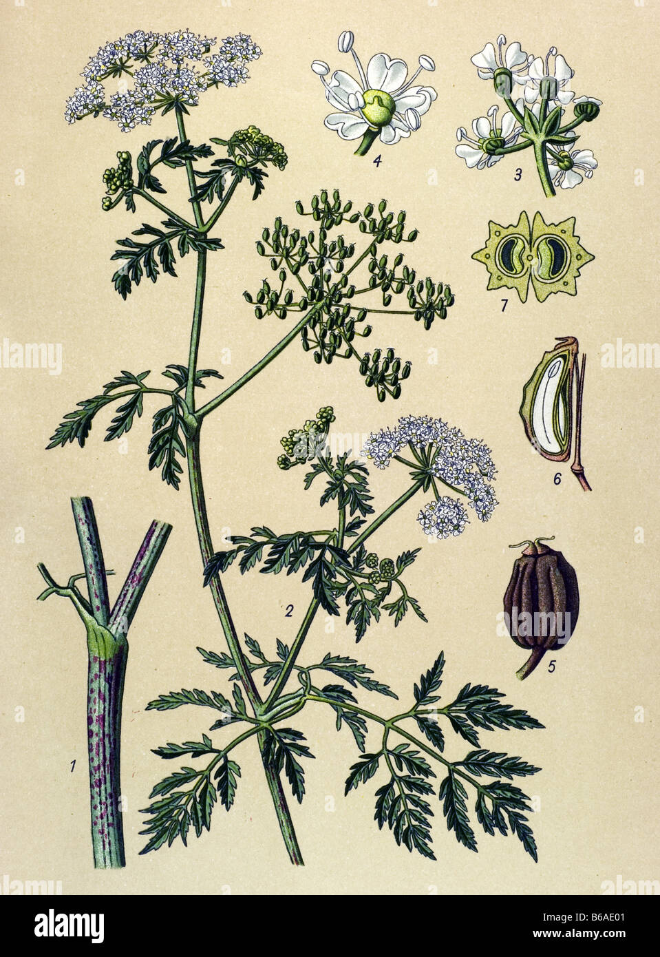 Hemlock, Conium  poisonous plants illustrations Stock Photo