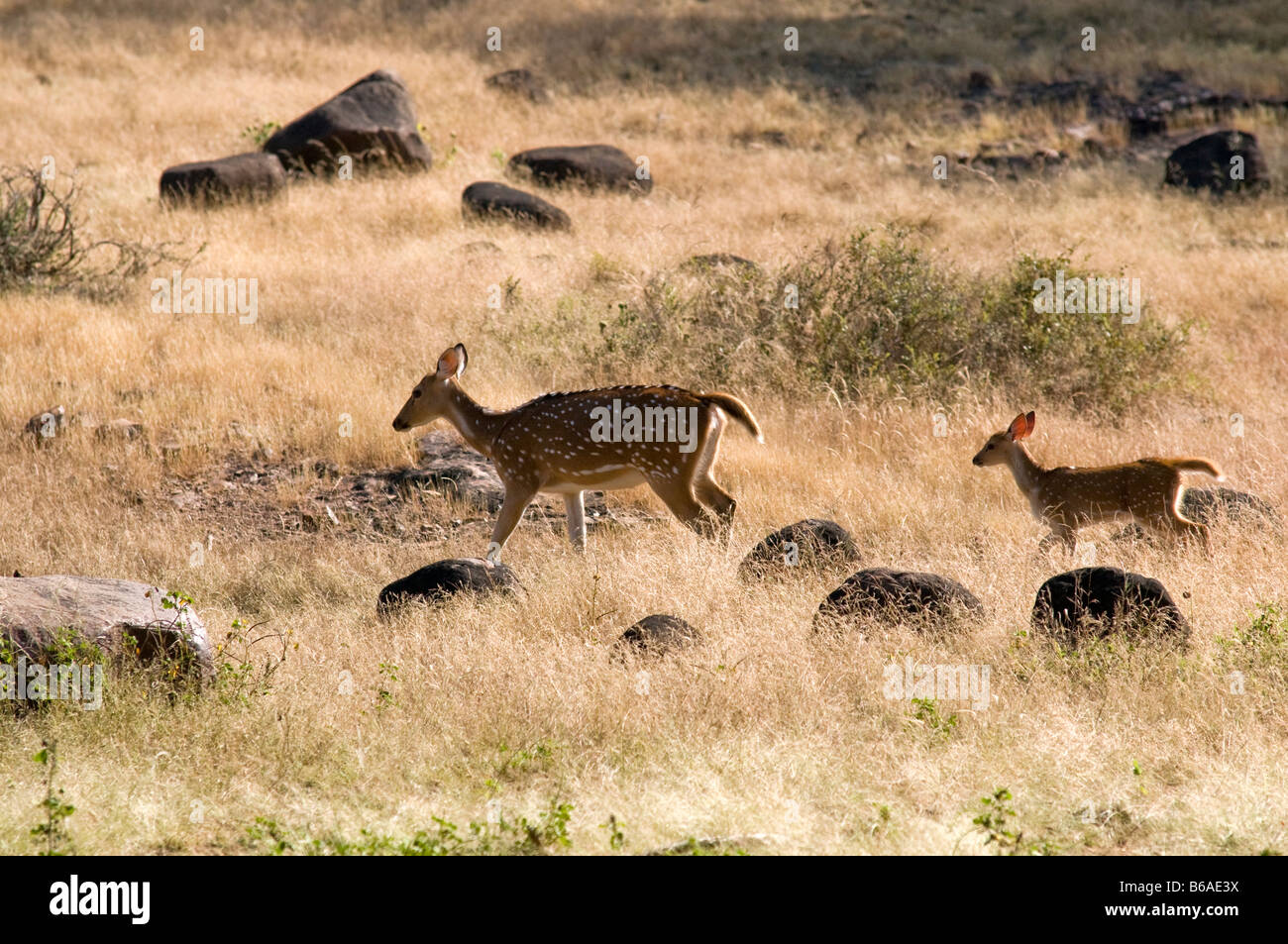 Chittal deer with fawn Axis axis Ranthambhore NP India Stock Photo Alamy