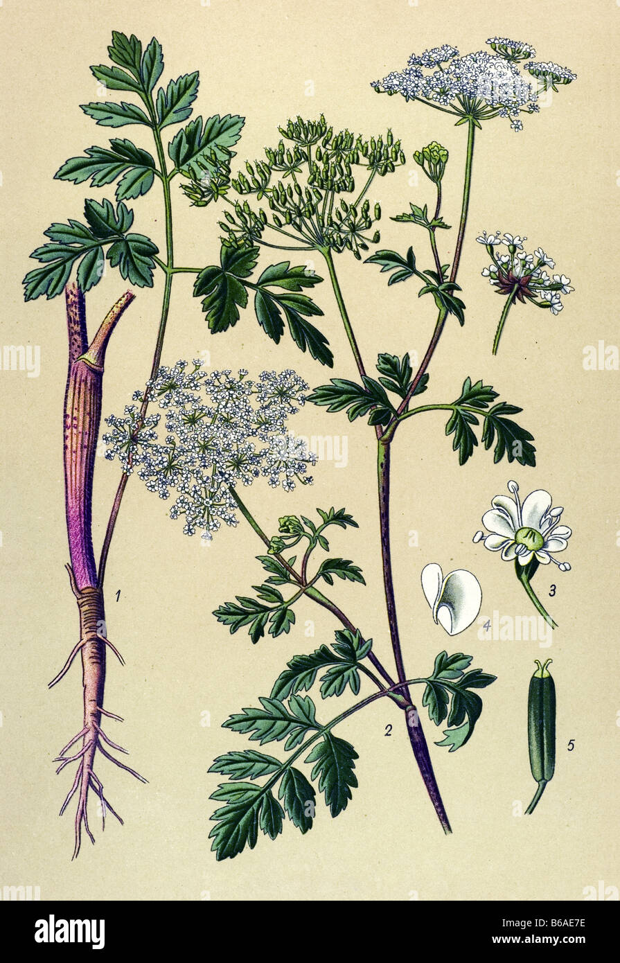 Rough Chervil, Chaerophyllum temulum poisonous plants illustrations Stock Photo