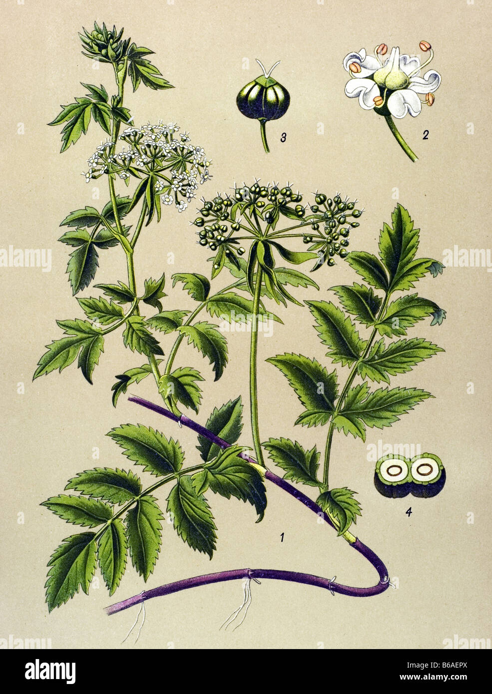 Berula angustifolia poisonous plants illustrations Stock Photo