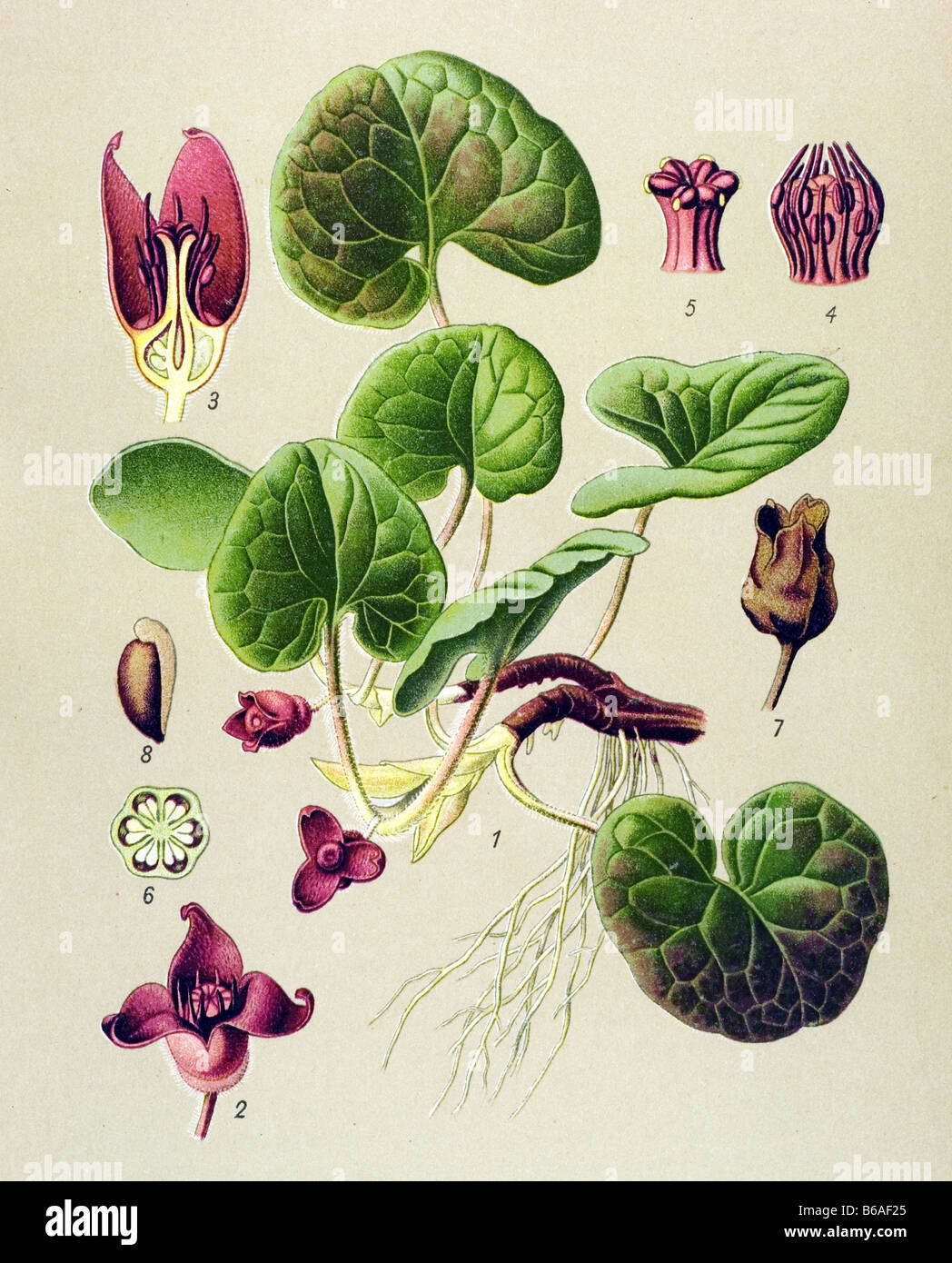 Asarabacca, Asarum europaeum poisonous plants illustrations Stock Photo