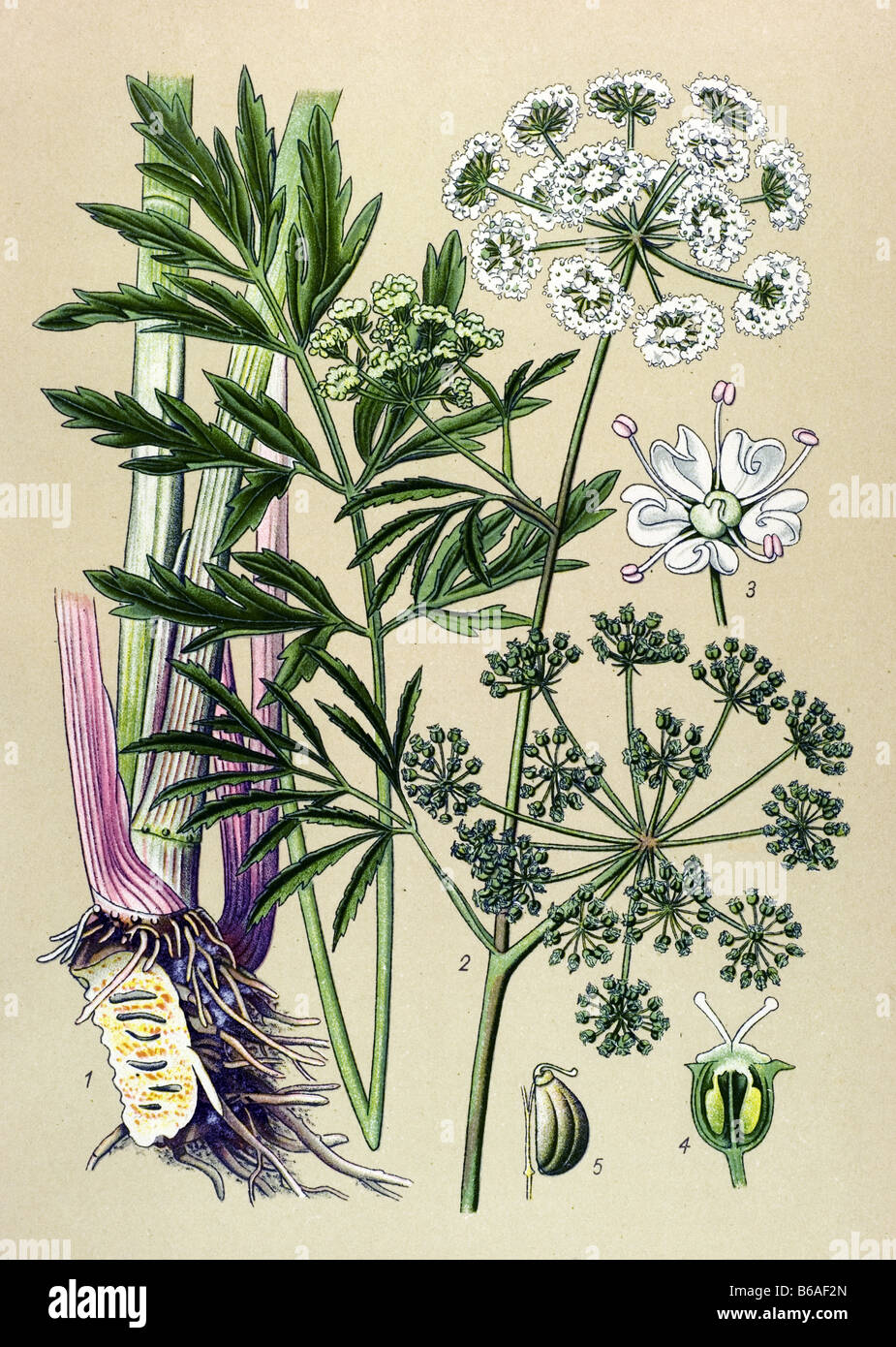 Cowbane, Cicuta virosa poisonous plants illustrations Stock Photo