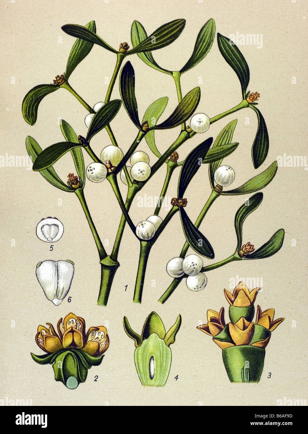 Common mistletoe, Viscum album poisonous plants illustrations Stock Photo