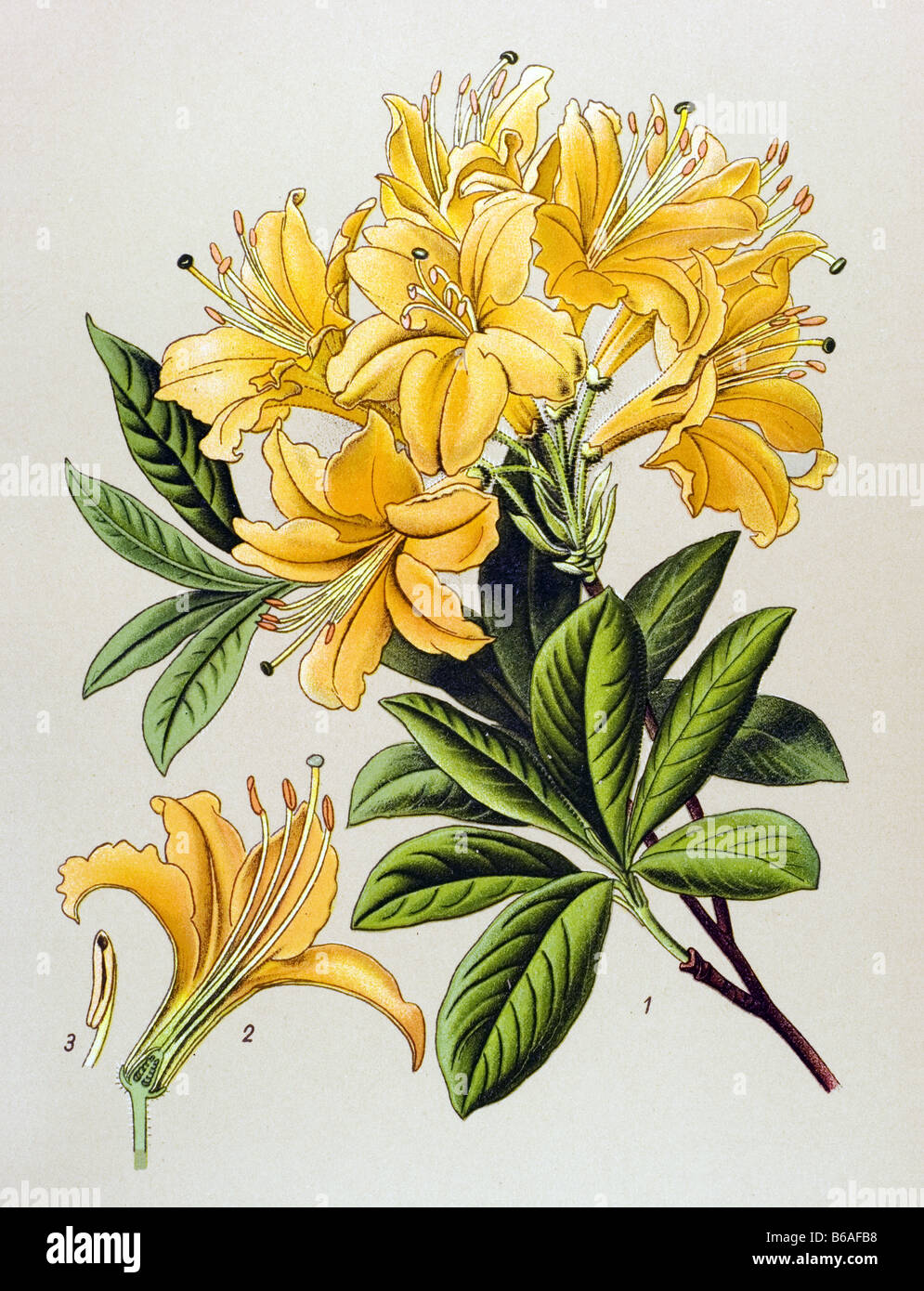 Yellow Azalea, Rhododendron luteum poisonous plants illustrations Stock Photo