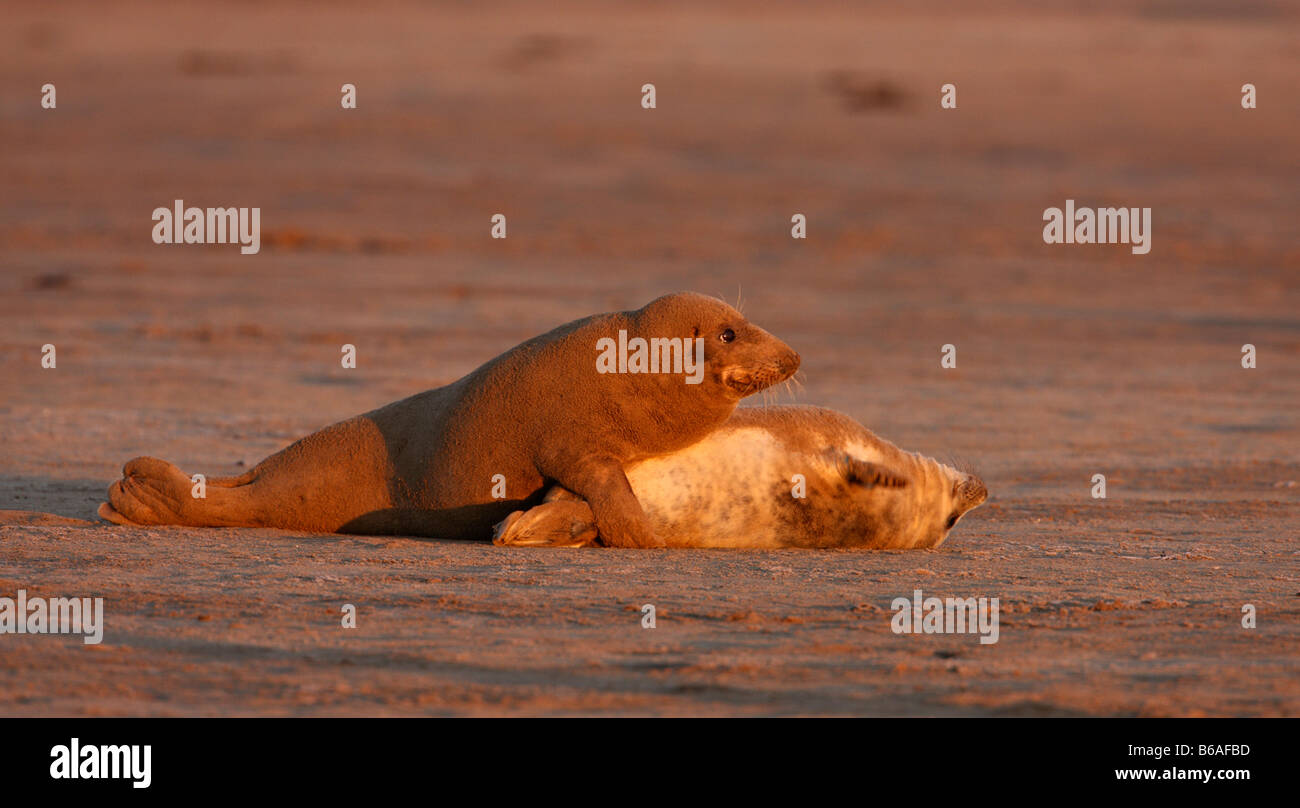 Grey seal Halichoerus grypus with pup in early morning light Donna Nook Lincolnshire Stock Photo