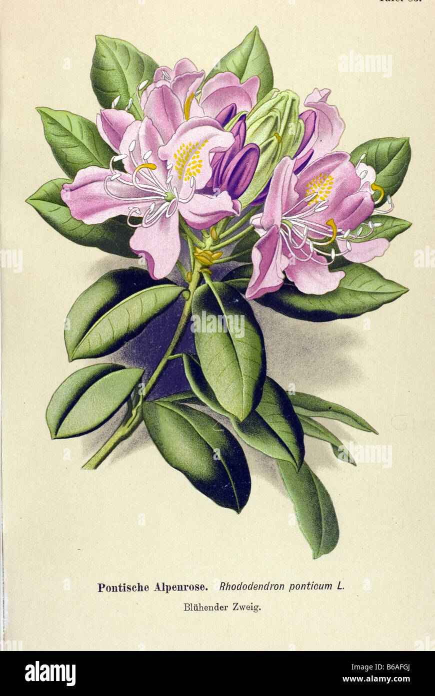 Alpenrose, Rhododendron ponticum poisonous plants illustrations Stock Photo