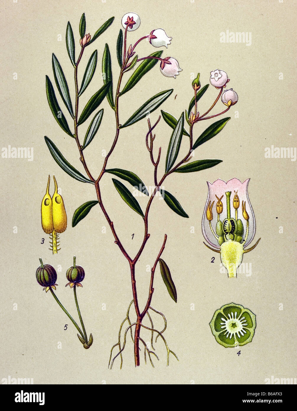 Bog-rosemary, Andromeda polifolia poisonous plants illustrations Stock Photo