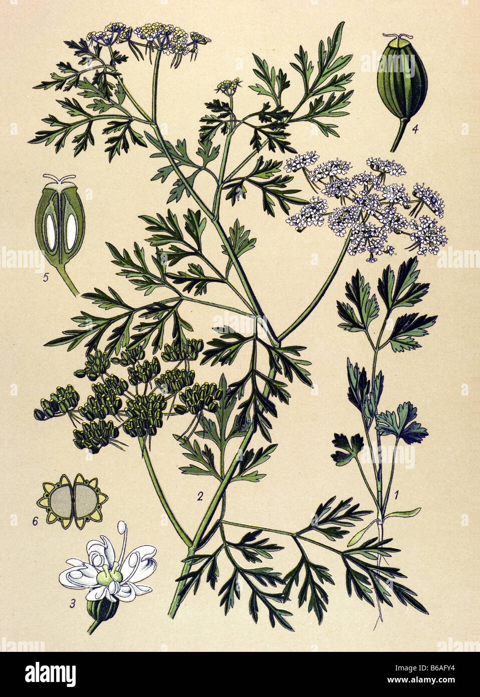 Fool's Parsley, Aethusa cynapium poisonous plants illustrations Stock Photo