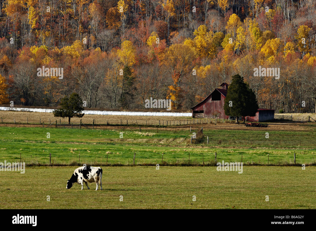 Red Barn Cattle and Autumn Hillside in Grassy Cove Cumberland County Tennessee Stock Photo