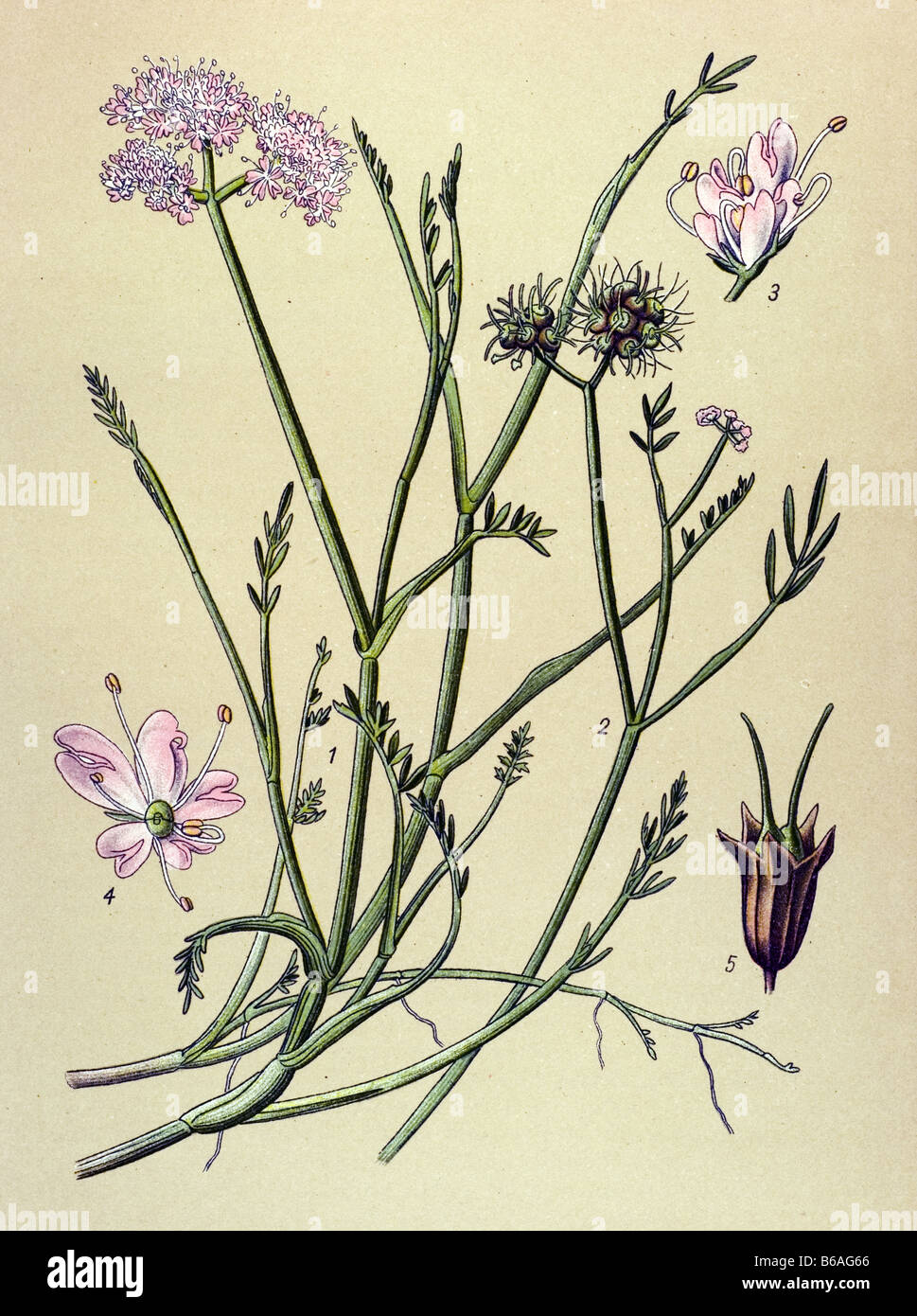 Oenanthe fistulosa poisonous plants illustrations Stock Photo