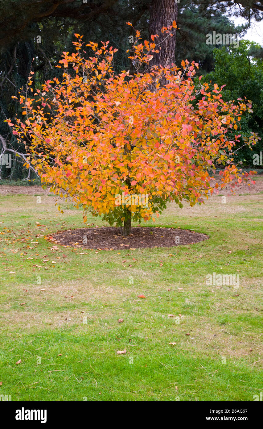 CRATAEGUS CHRYSOCARPA IN AUTUMN Stock Photo
