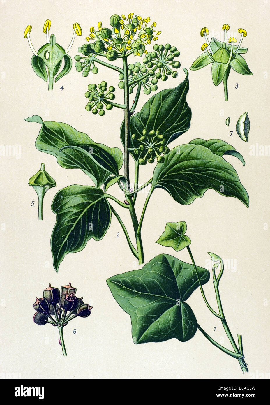 Ivy, Hedera helix poisonous plants illustrations Stock Photo