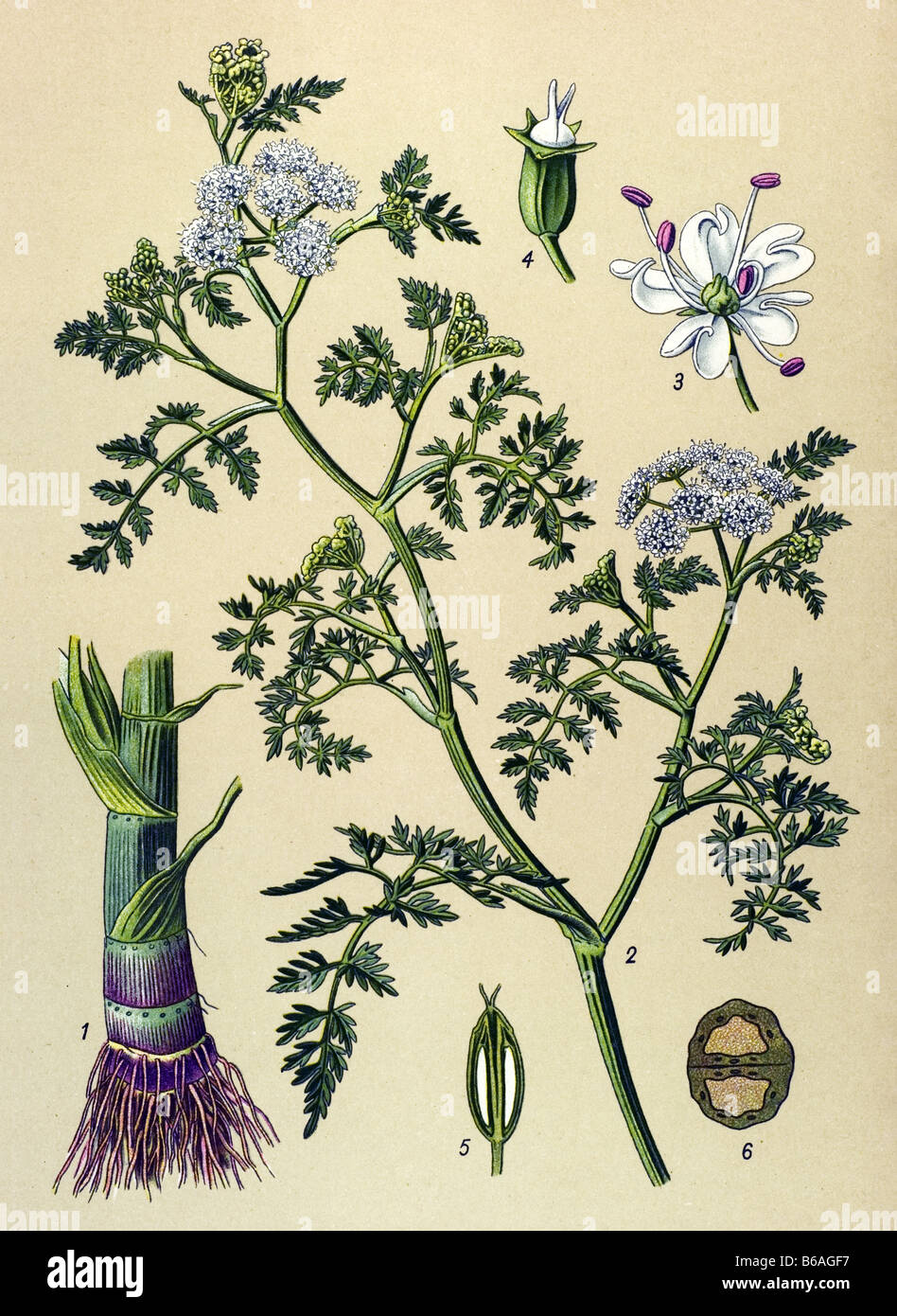 Oenanthe aquatica poisonous plants illustrations Stock Photo