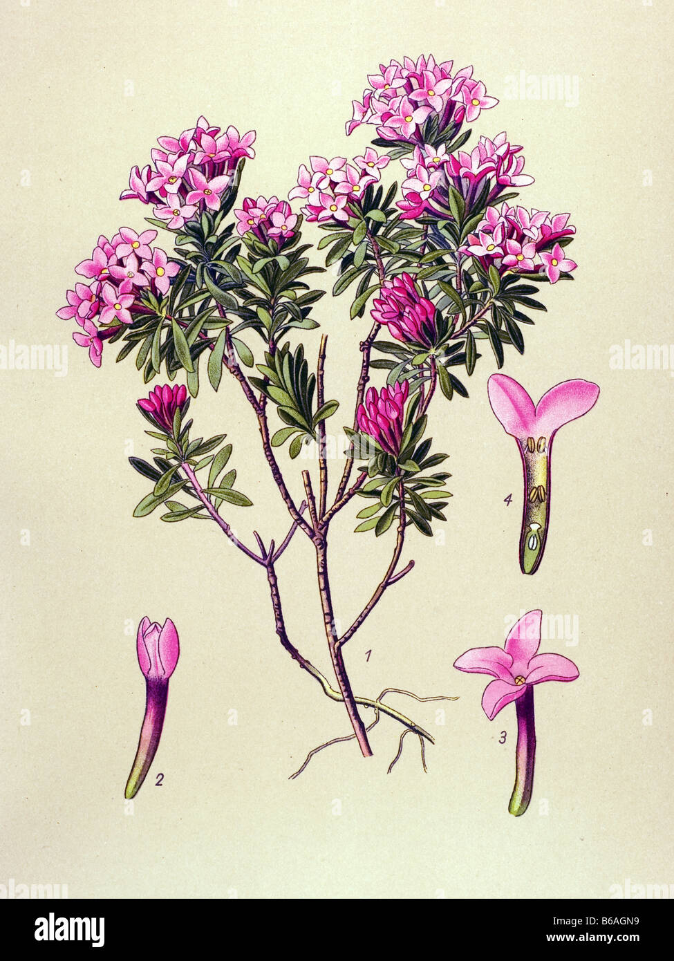 Daphne Cneorum, poisonous plants illustrations Stock Photo