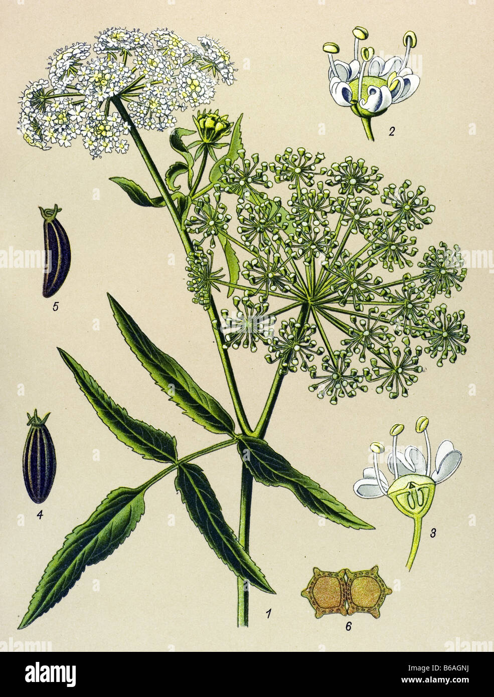 Greater Water parsnip, Sium latifolium poisonous plants illustrations Stock Photo