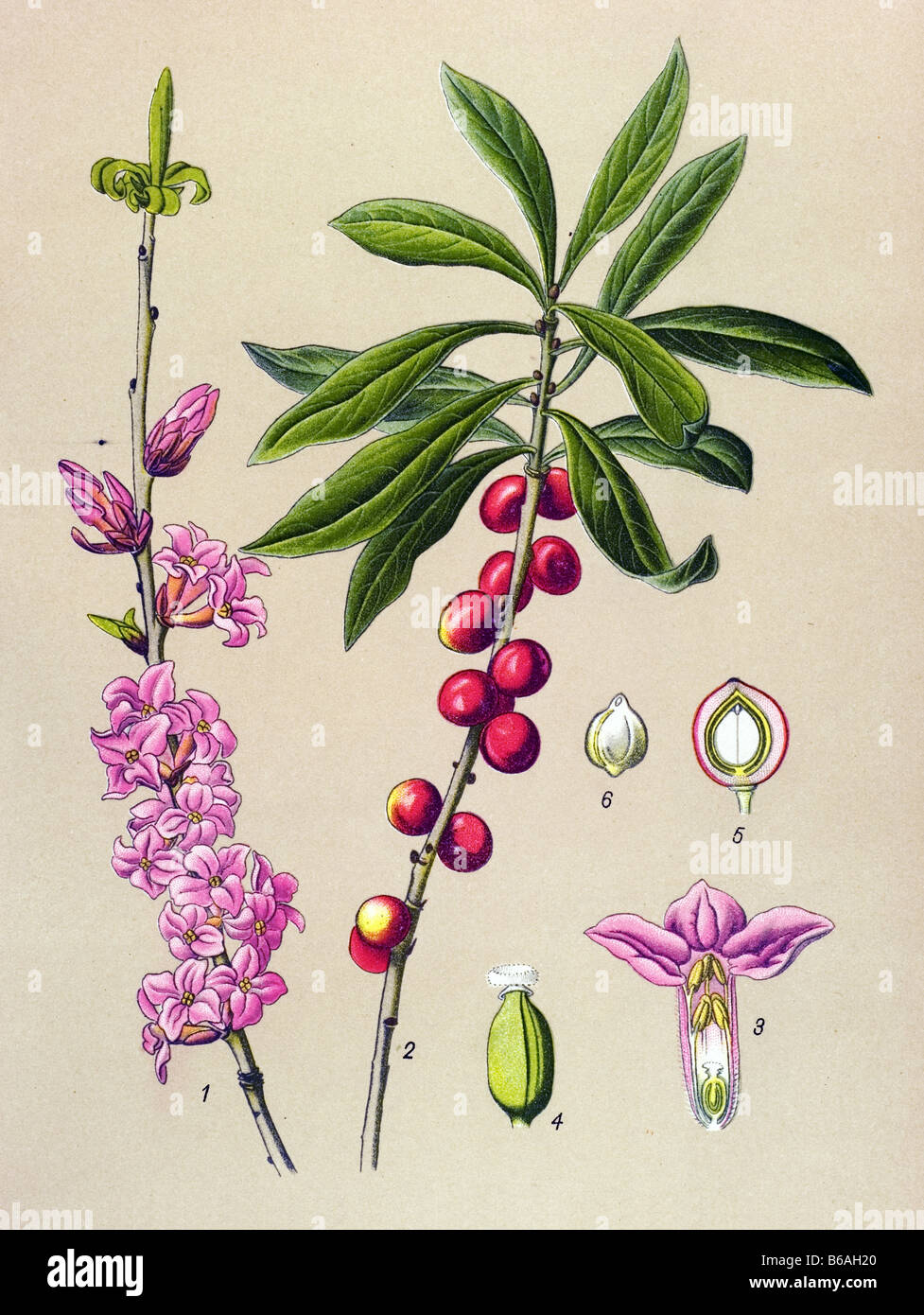 Daphne , Daphne Mezereum, poisonous plants illustrations Stock Photo