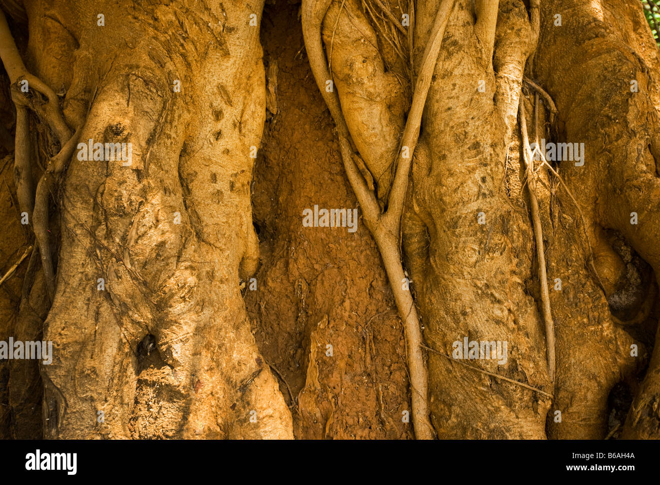 Mahogany tree south-Afrika south africa big old high green leaves mature  nature mahogany ancient big growing mahagoni mahagony b Stock Photo - Alamy