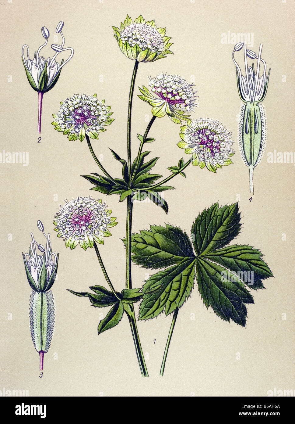 Great Masterwort, Astrantia major poisonous plants illustrations Stock Photo