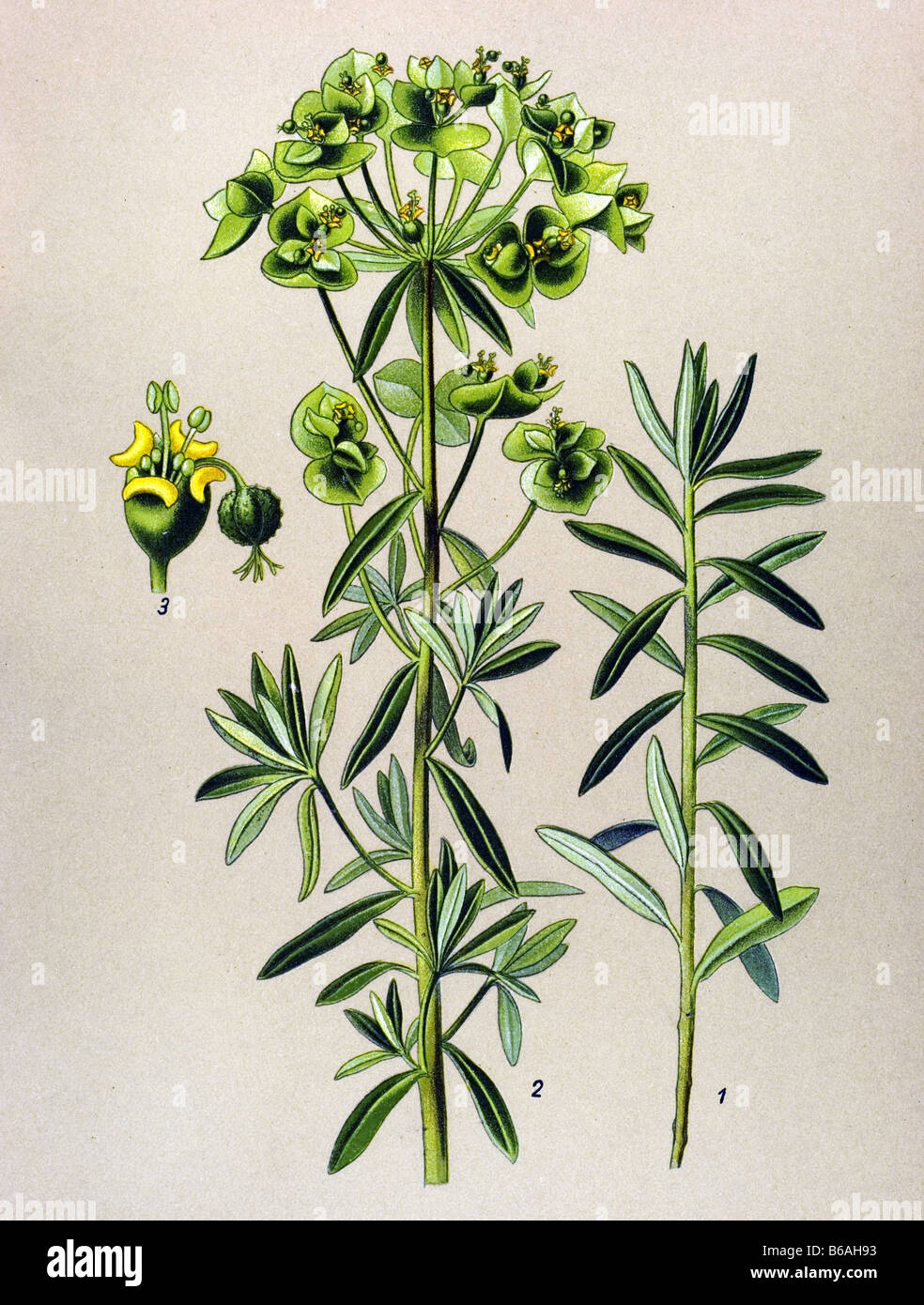 Petty Spurge, Euphorbia Peplus, poisonous plants illustrations Stock Photo
