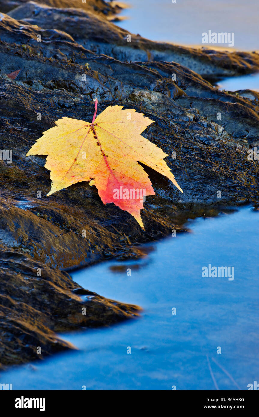 Maple leaf autumn hi-res stock photography and images - Alamy