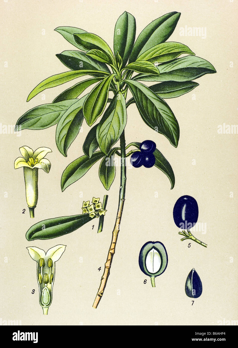 Spurge-laurel, Daphne Laureola poisonous plants illustrations Stock Photo