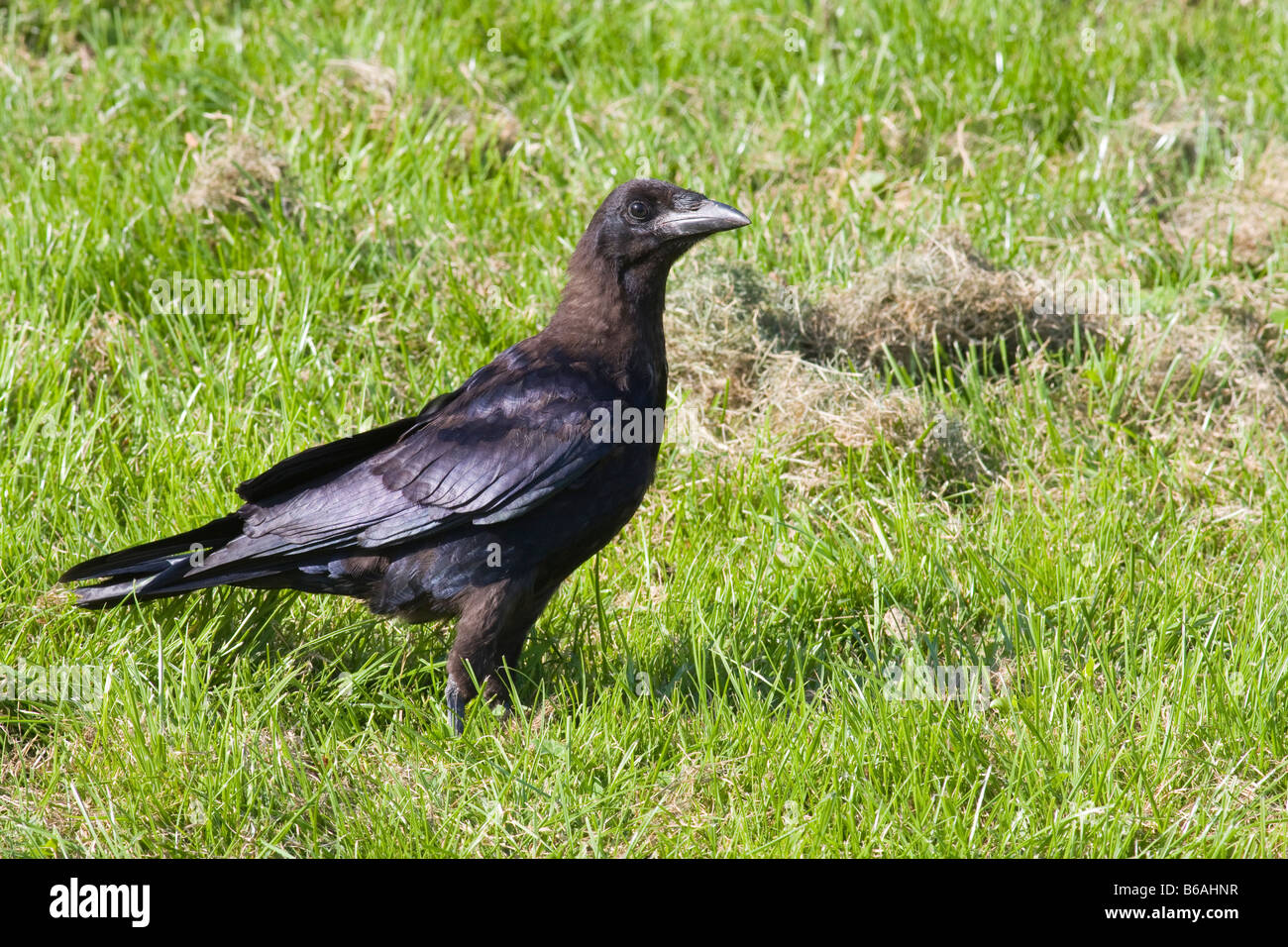 Young Rook (Corvus frugilegus) on lawn Stock Photo
