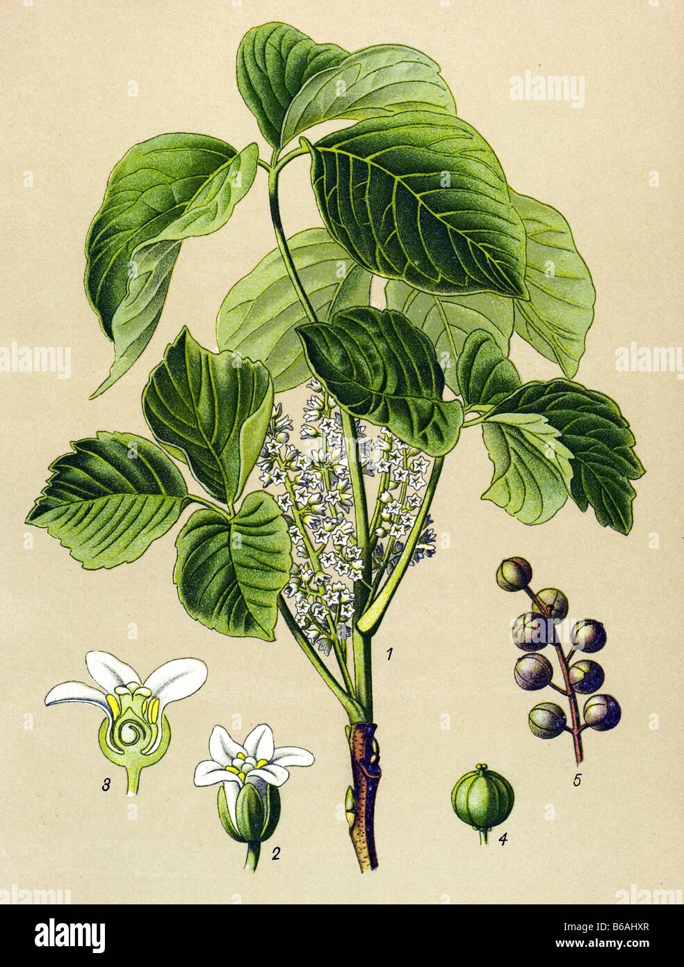 Sumac, Rhus toxicodendron poisonous plants illustrations Stock Photo