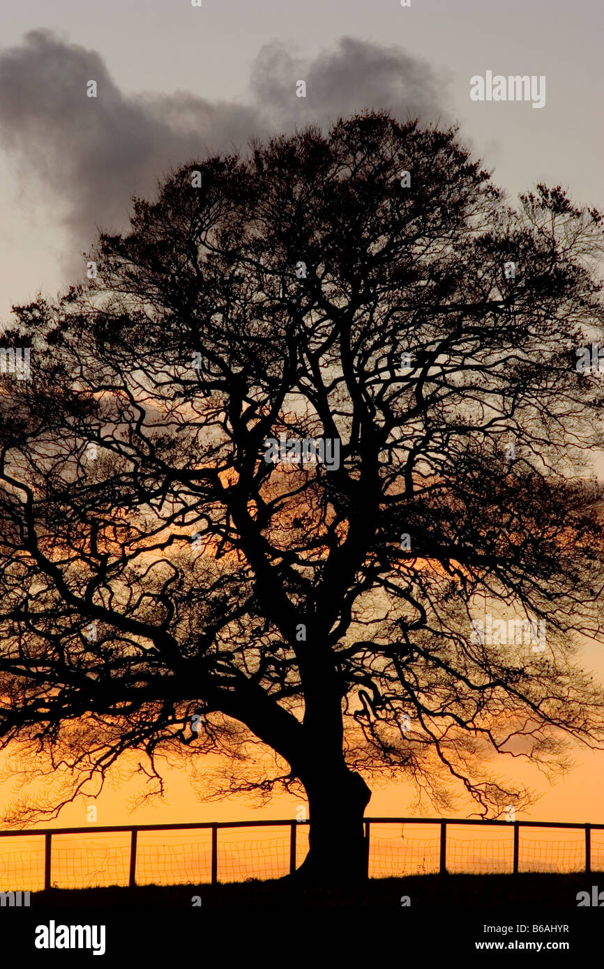 Beech tree at sunset, England, UK Stock Photo
