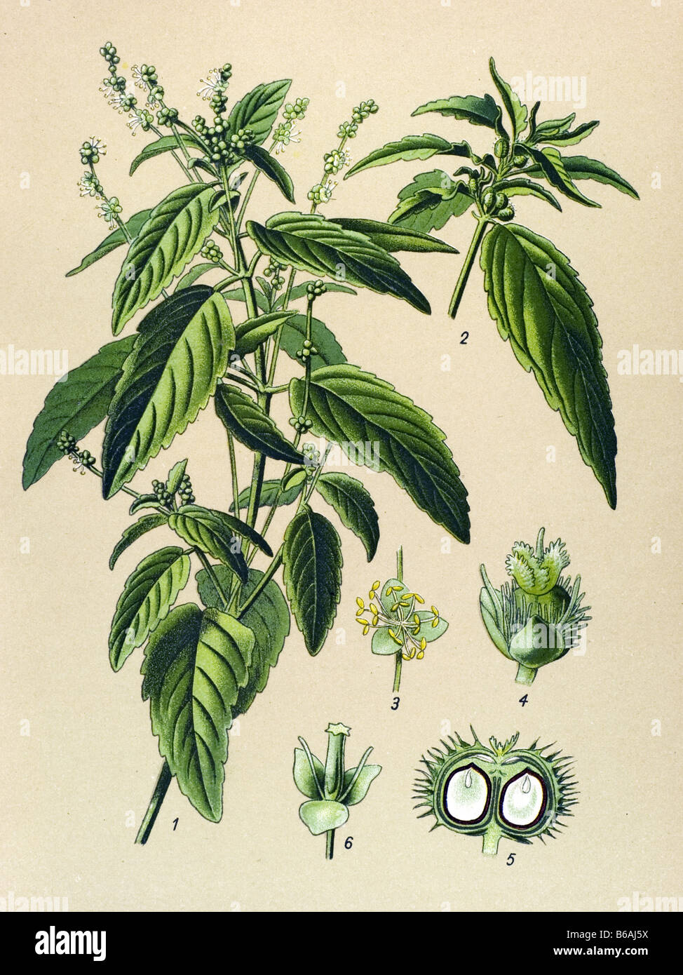 Mercurialis annua, poisonous plants illustrations Stock Photo