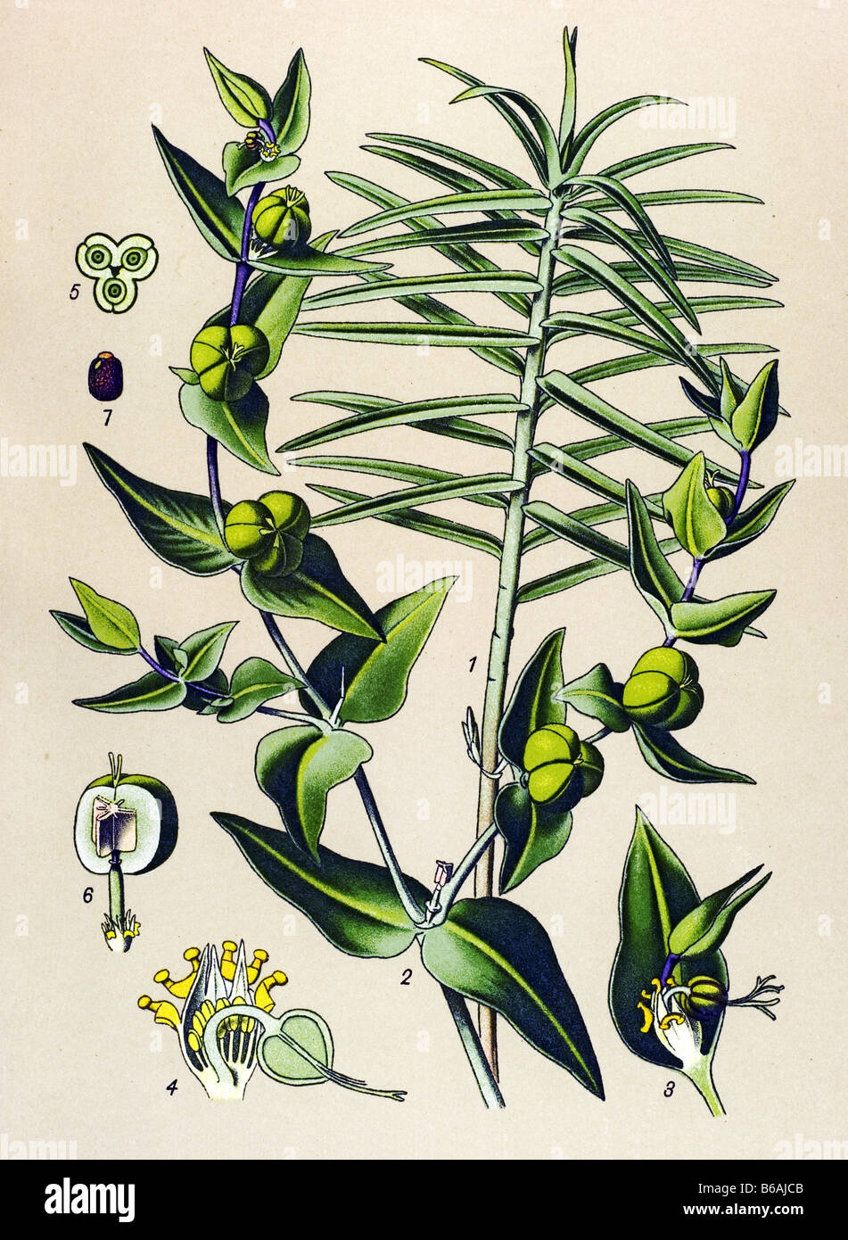 Caper Spurge, Euphorbia lathyris poisonous plants illustrations Stock Photo