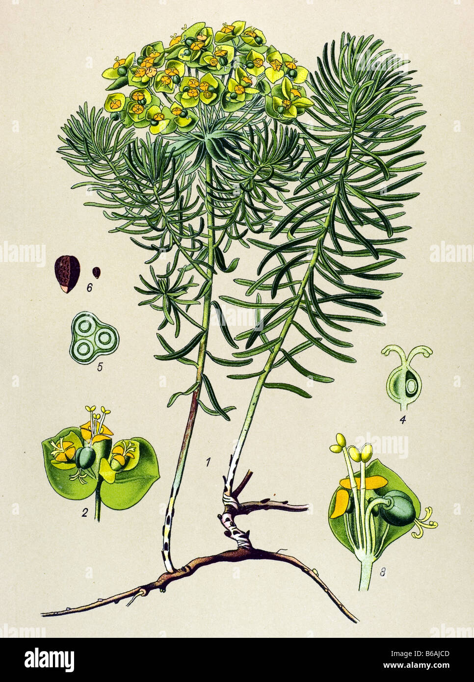 Graveyard weed, Euphorbia cyparissias, poisonous plants illustrations Stock Photo