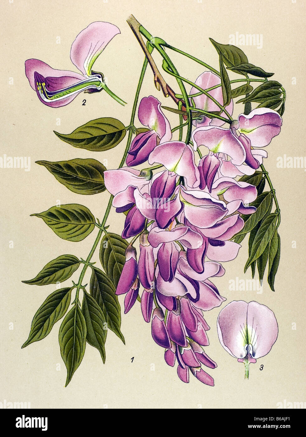 Wistaria chinensis, poisonous plants illustrations Stock Photo