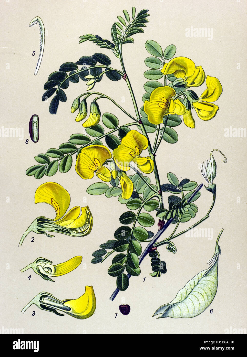 Bladder Senna, Colutea arborescens poisonous plants illustrations Stock Photo