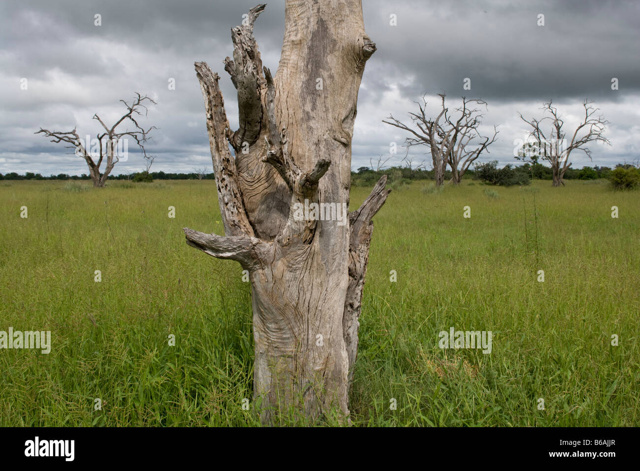 Africa Botswana Chobe National Park Bleached dead acacia tree surrounded by green grass growing in Savuti Marsh Stock Photo
