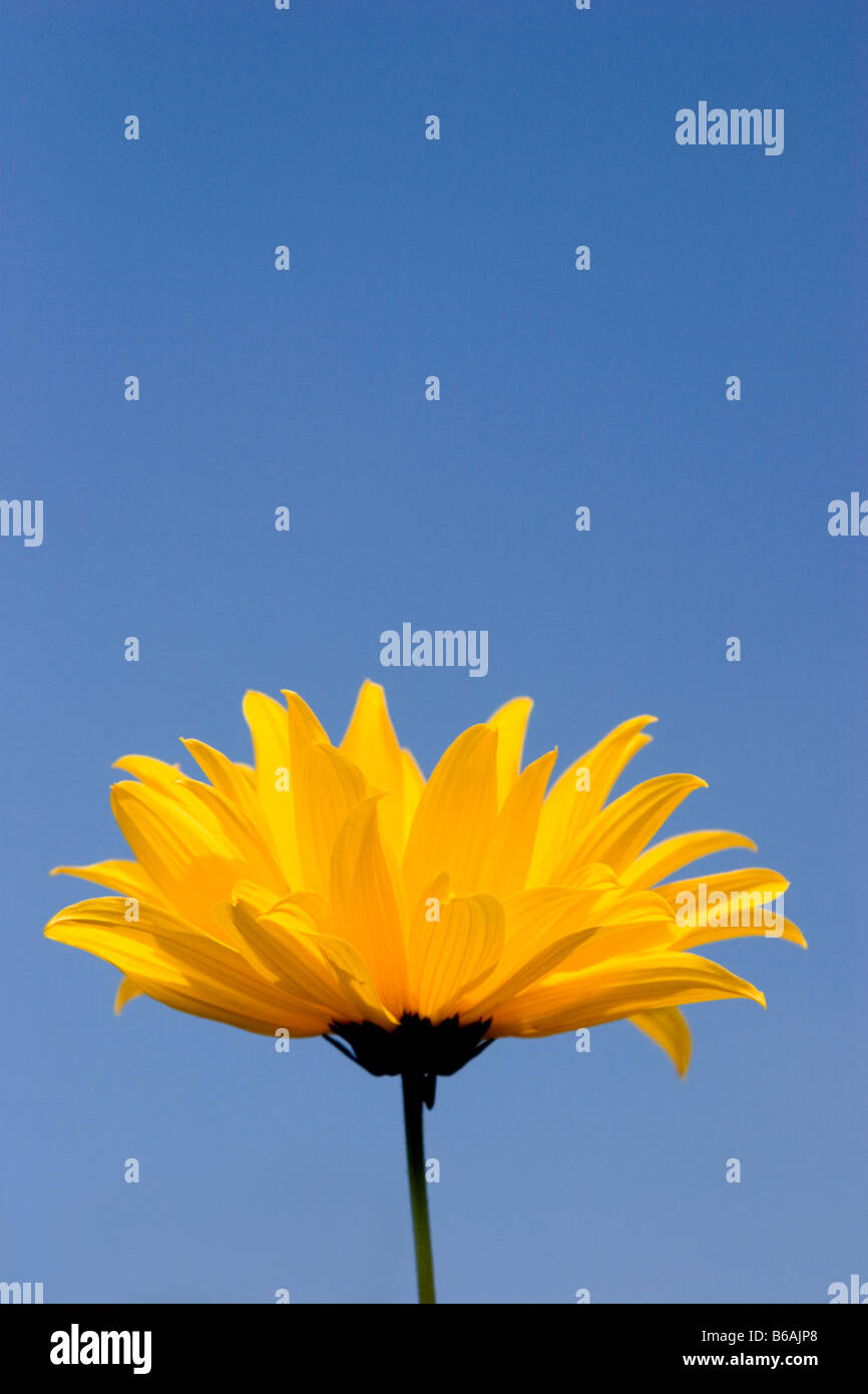 Yellow Chrysanthemum against vivid blue sky, England, UK Stock Photo